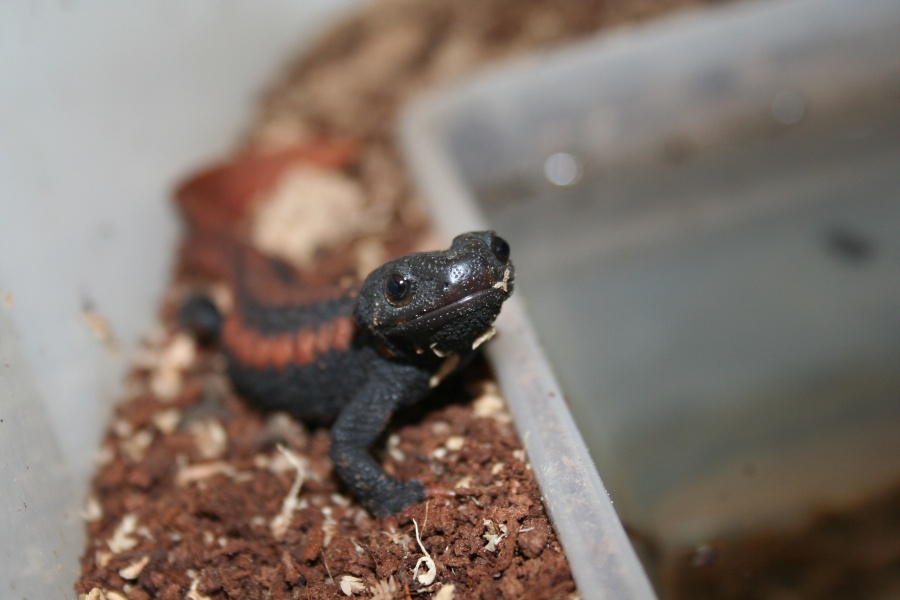 Tylototriton kweichowensis