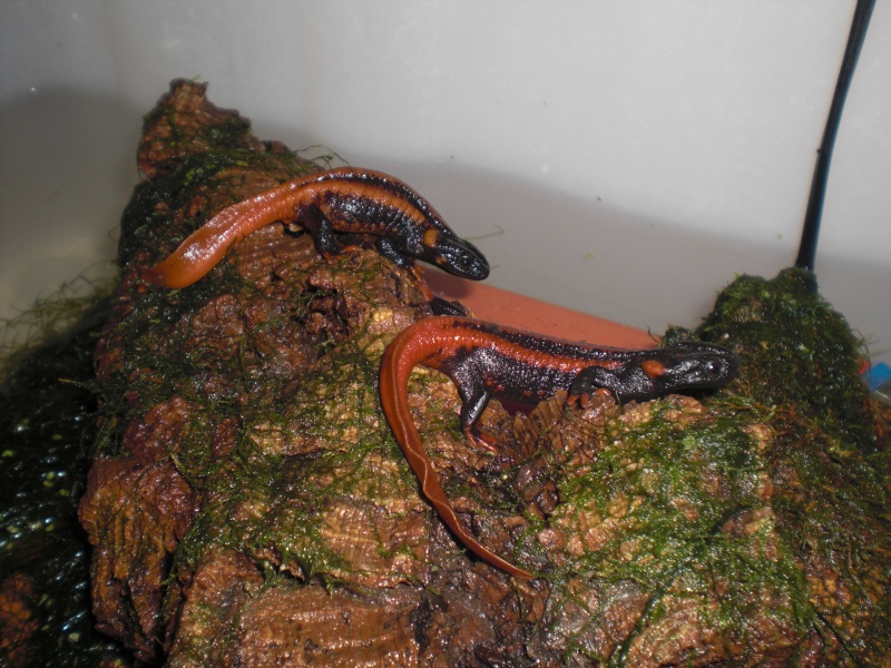 Tylototriton kweichowensis