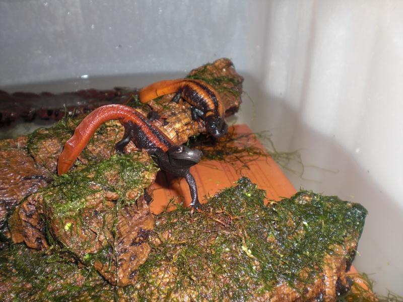 Tylototriton kweichowensis