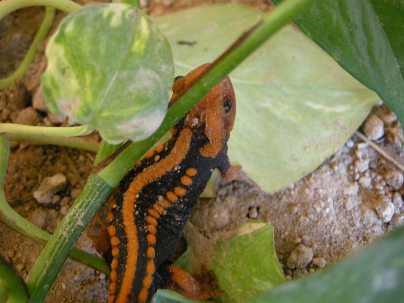 Tylototriton shanjing