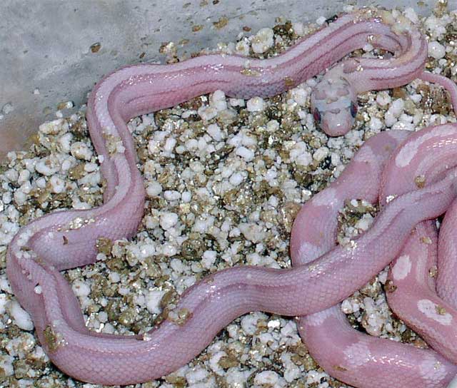 Ultramel anery striped.jpg