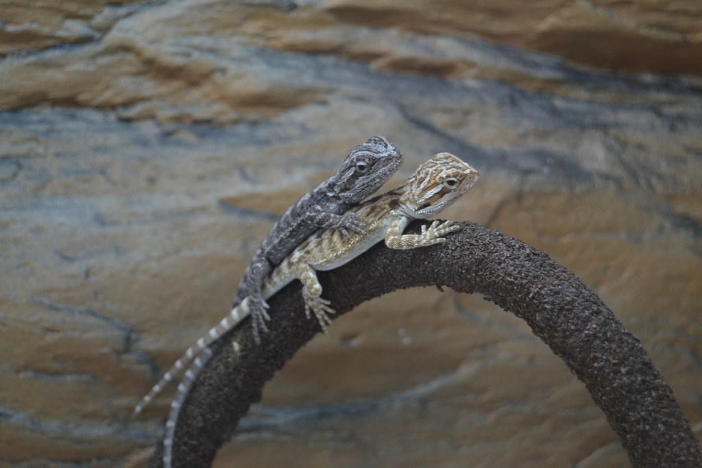 Una oscura y una clarita