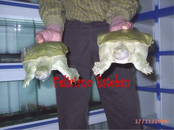 Una pareja Pelodiscus sinensis.jpg