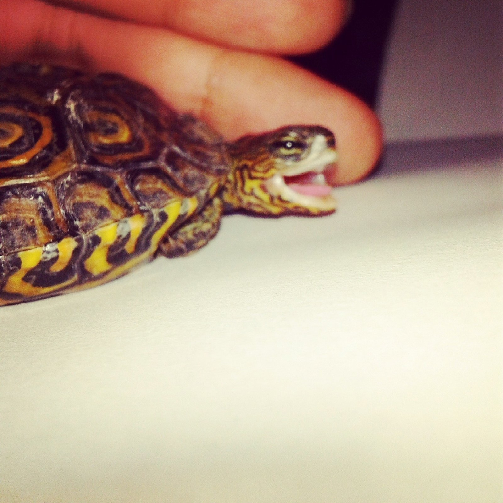 Una tortuga sana es una tortuga feliz Zurie