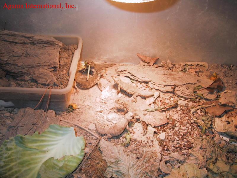 Uromastyx acanthinurus