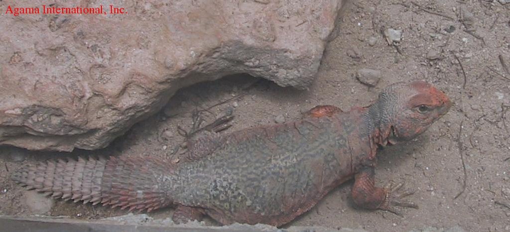 Uromastyx acanthinurus