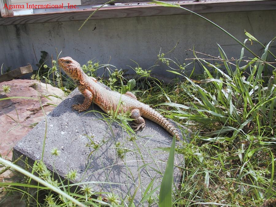 Uromastyx acanthinurus