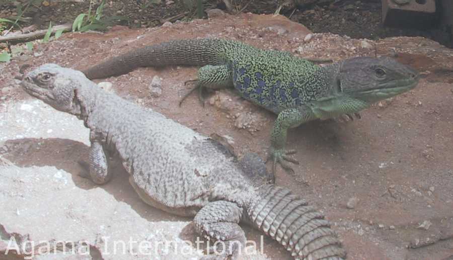 Uromastyx acanthinurus