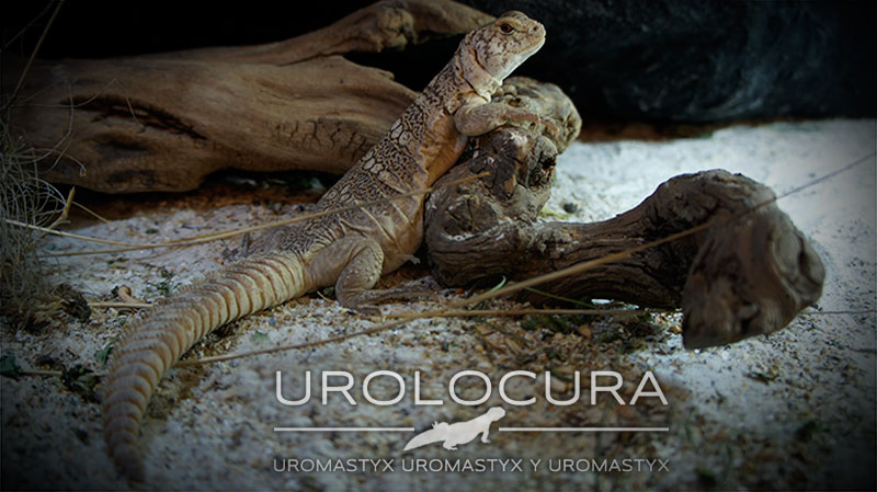 Uromastyx Benti subadulto hembra 01