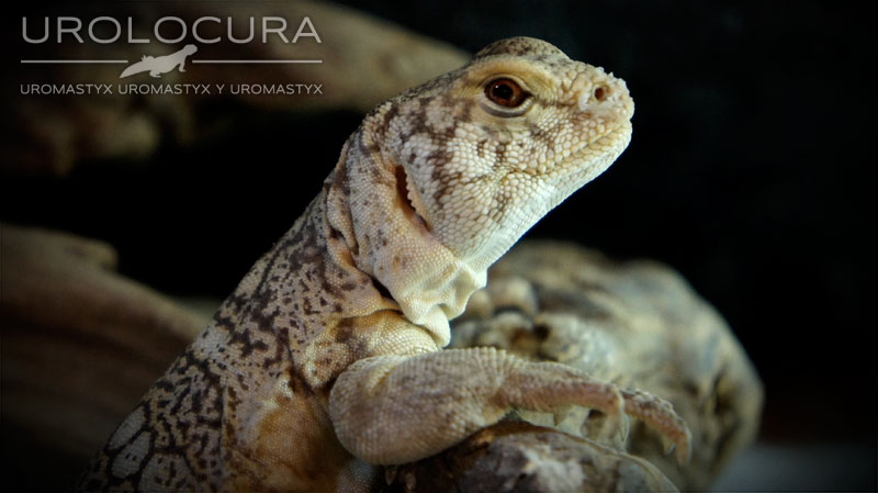 Uromastyx Benti subadulto hembra 02