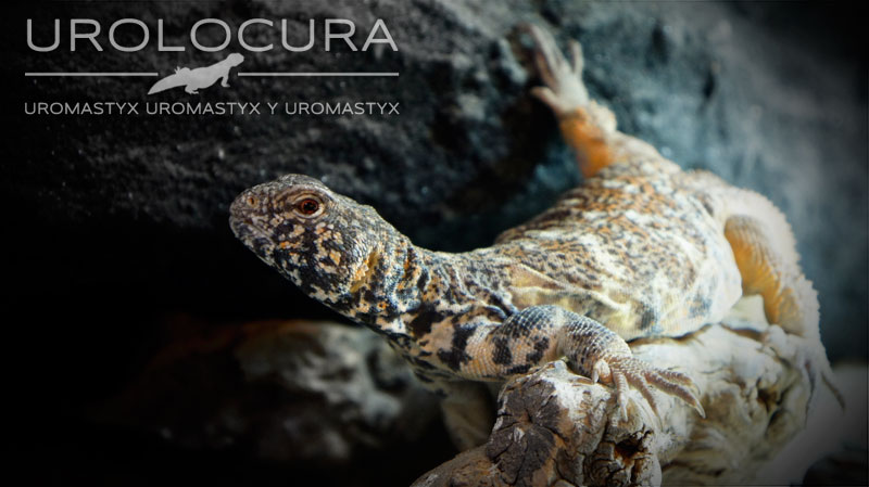 Uromastyx Benti subadulto macho 01