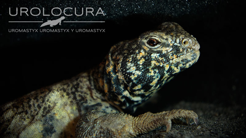 Uromastyx Benti subadulto macho 02