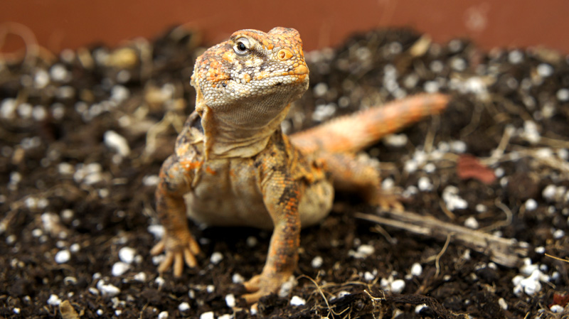Uromastyx Geyri hembra 01