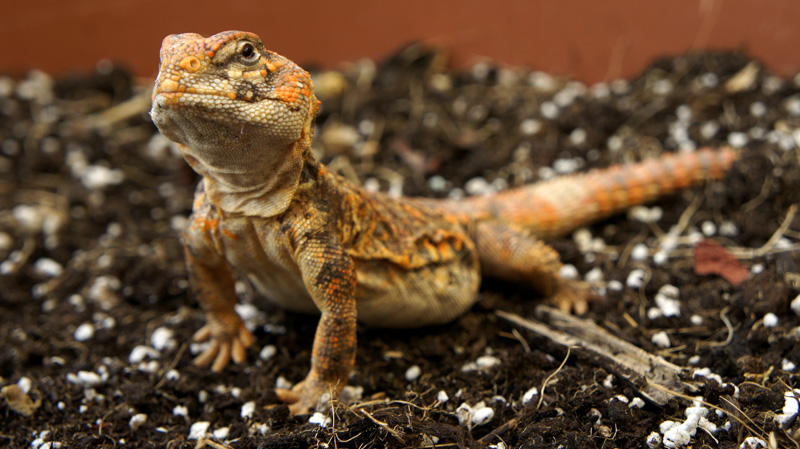 Uromastyx Geyri hembra 02