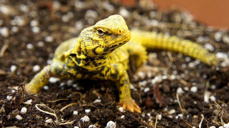 Uromastyx Geyri macho 01
