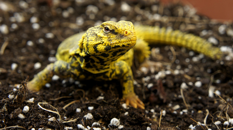 Uromastyx Geyri macho 02