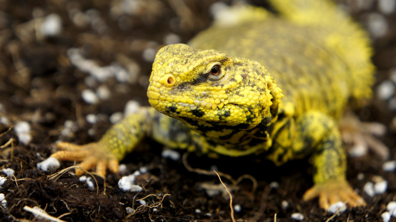 Uromastyx Geyri macho 03
