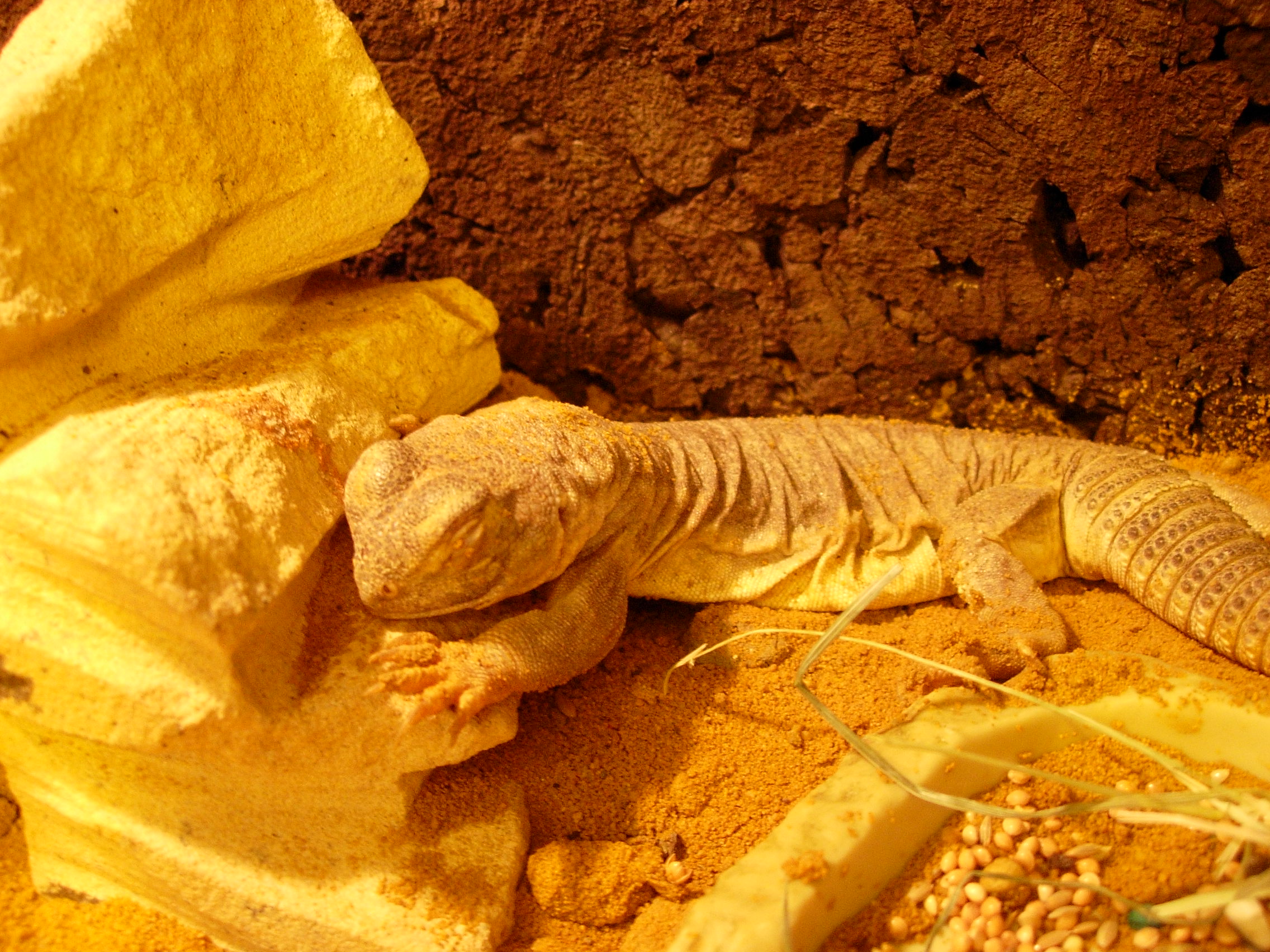 UROMASTYX HARDWICKI.jpg