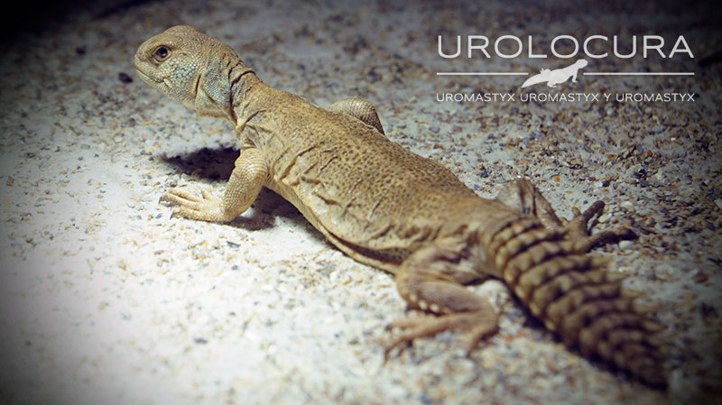 Uromastyx Princeps 2014 02