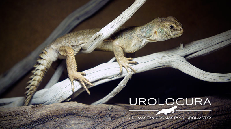 Uromastyx Princeps 2014 06