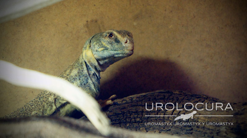 Uromastyx Princeps 2014 08