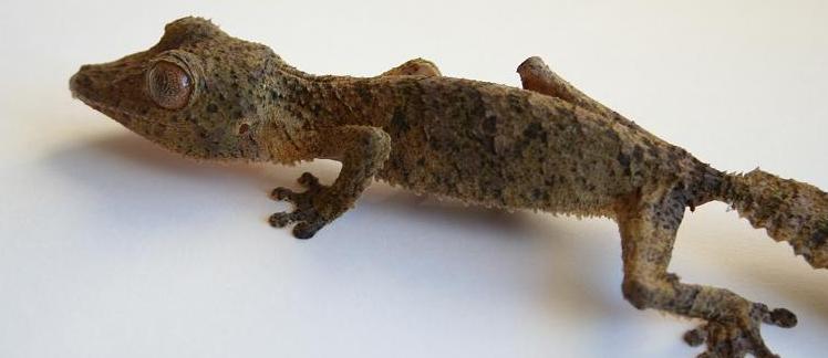 Uroplatus Henkely
