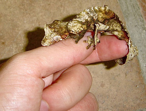 uroplatus.jpg