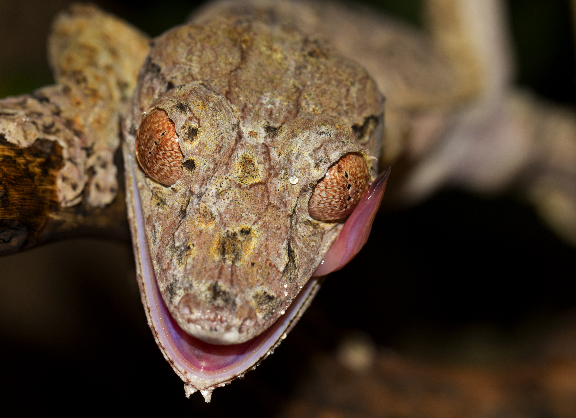 uroplatus.jpg
