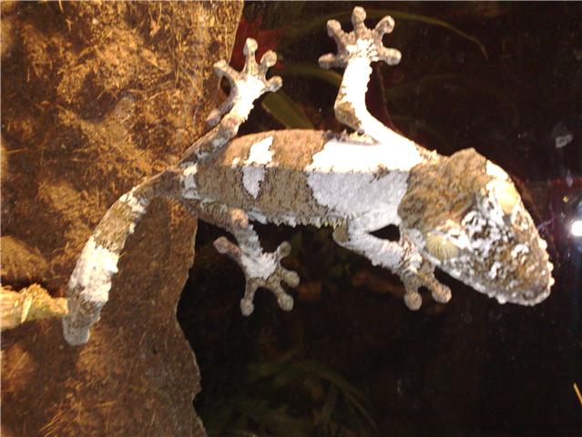 uroplatus4.jpg