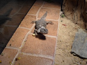 uros_6meses.21_nov_09 002 (300x225).jpg