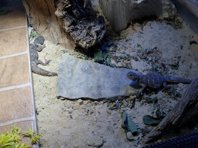 uros_6meses.21_nov_09 007 (2) (640x480).jpg