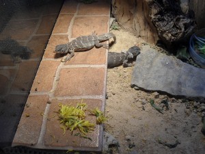 uros_6meses.21_nov_09 008 (300x225).jpg