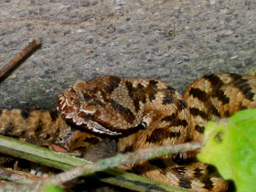 vÃbora+aspid+-+Vipera+aspis.jpg