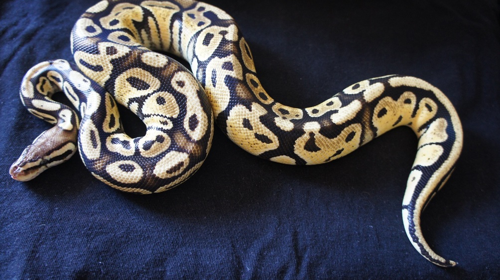 vallina pastel 1.0.JPG