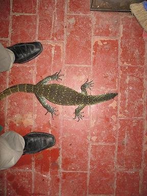 varanos niloticus 012 redc.JPG