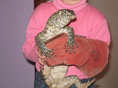 varanos niloticus 029 reduc.JPG