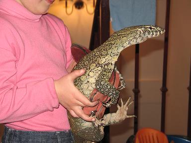 varanos niloticus 033 rec.JPG