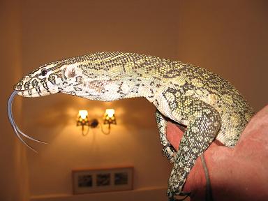 varanos niloticus 041reduc.JPG