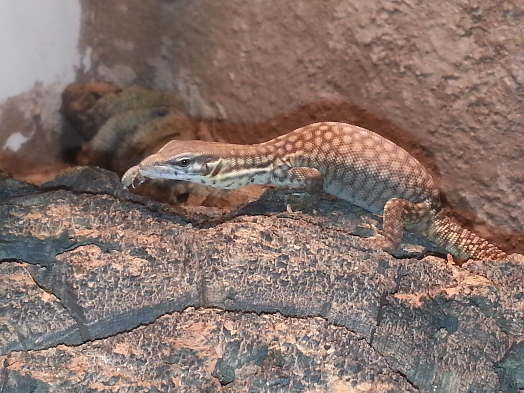 Varanus Acanthurus- Renekton