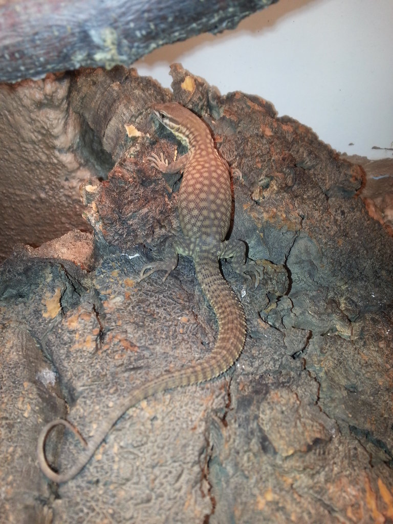Varanus Acanthurus- Renekton
