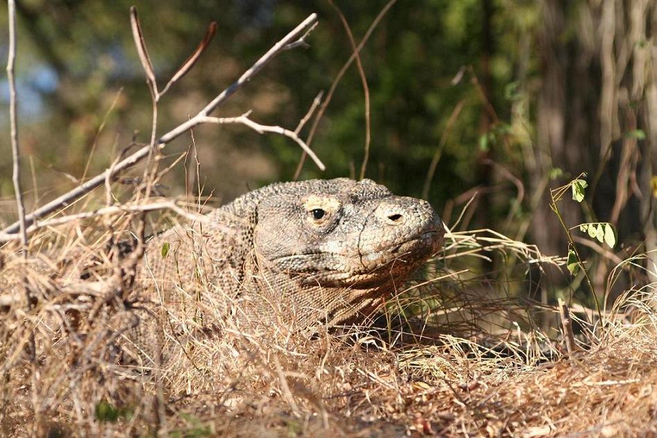 varanus.JPG