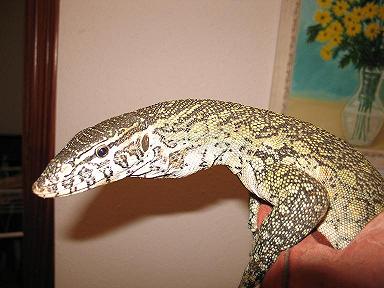 varanus niloticus reducc.JPG