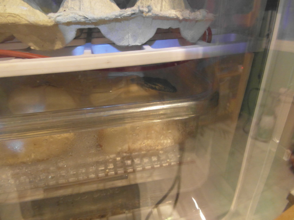 varanus panoptes horni 1