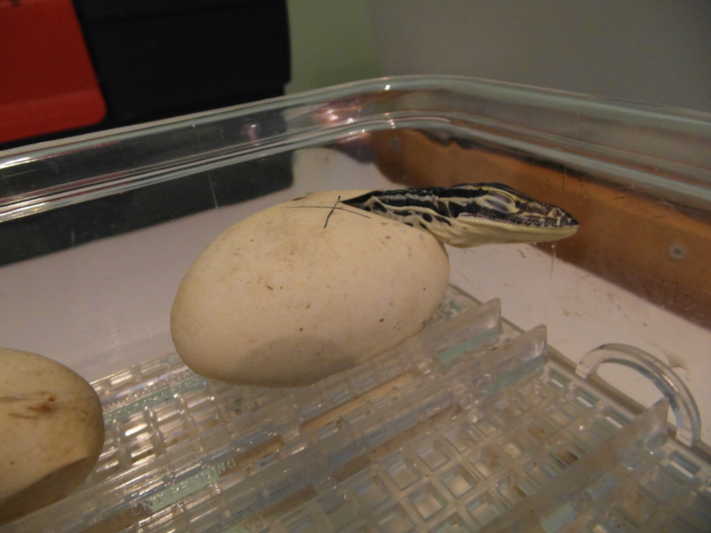 varanus panoptes horni 2