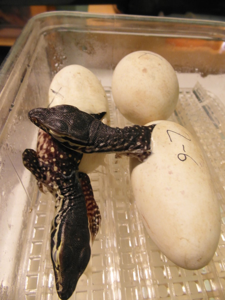 varanus panoptes horni 3