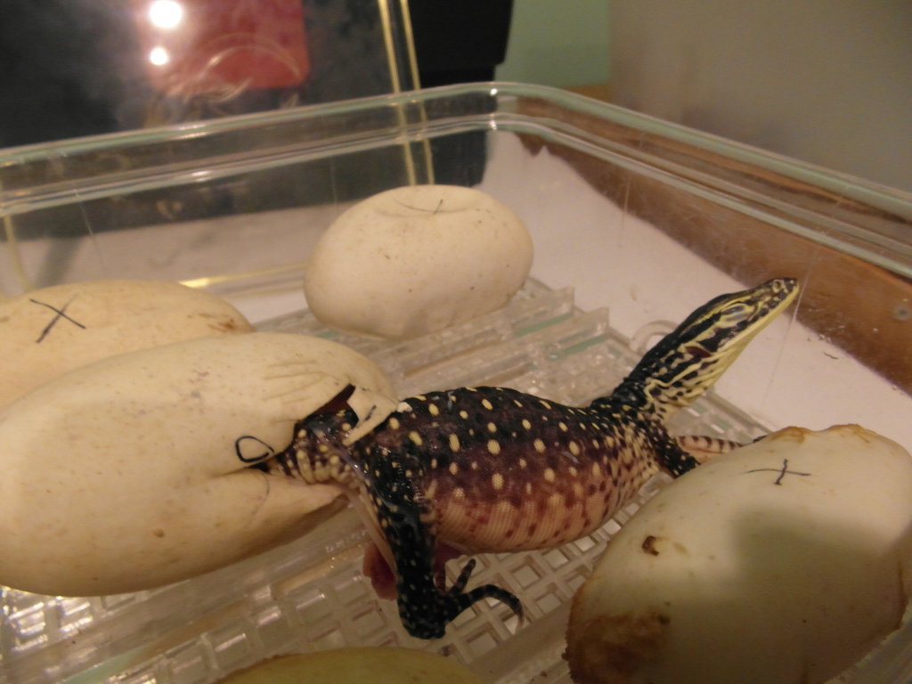 varanus panoptes horni 4