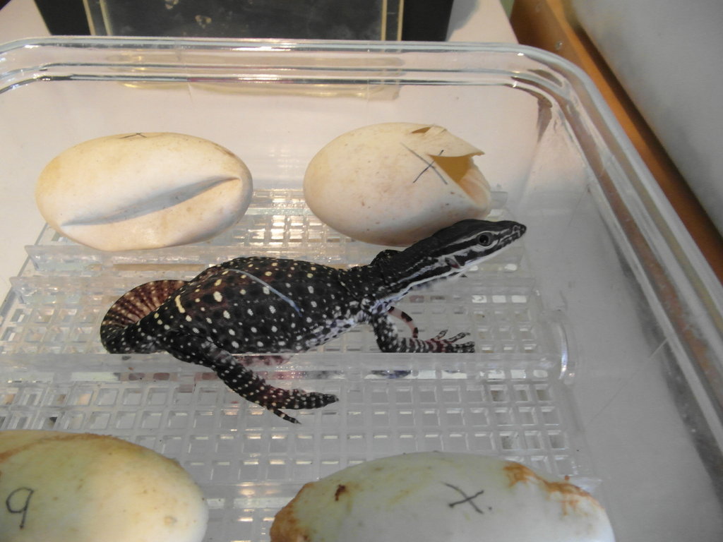 varanus panoptes horni 5