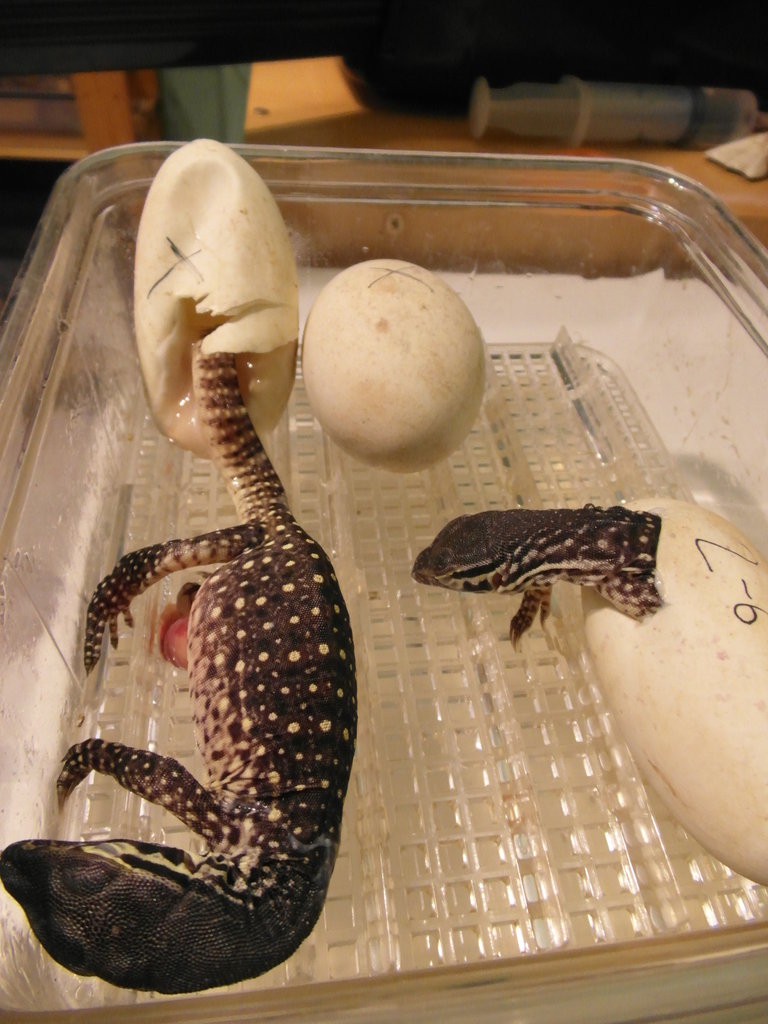 varanus panoptes horni 6