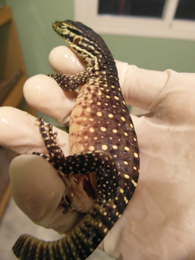 varanus panoptes horni 7