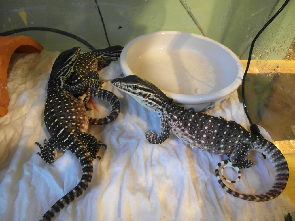 varanus panoptes horni 8